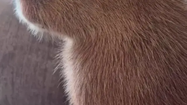 Capybara Orange Zen