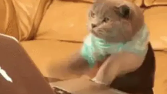 Cat Fast Typing Overtime