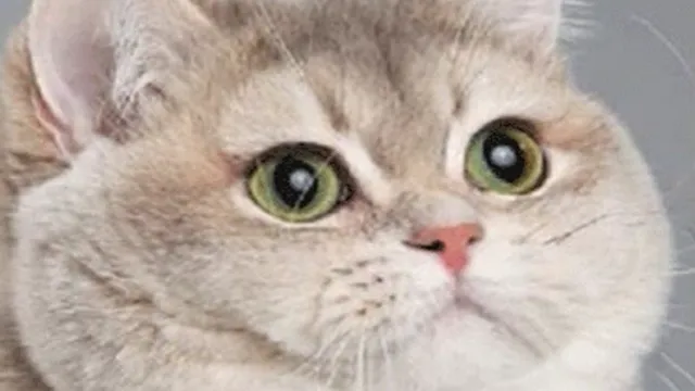 Heavy Breathing Cat