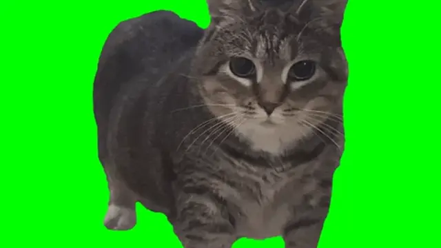 Oiia Oiia Spinning Cat