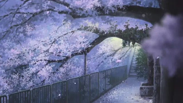 Cherry Blossom Spring Wind