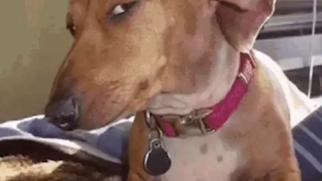 Side-Eye Dog Judgment