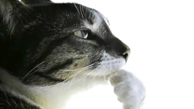 Thinking Cat Overthink
